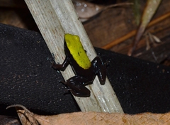 Mantella laevigata