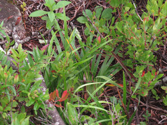 Stenanthium leimanthoides