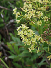 Stenanthium leimanthoides