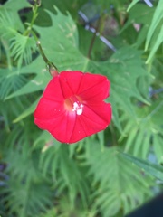 Ipomoea × multifida