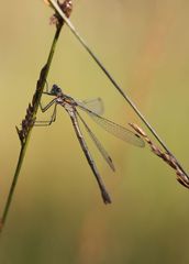 Lestes dryas