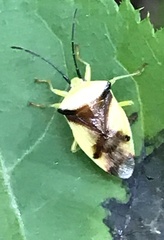 Elasmostethus atricornis