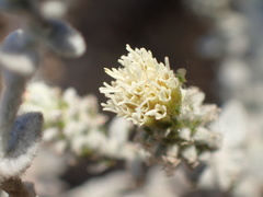 Brickellia nevinii