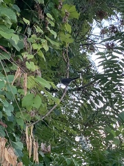 Dumetella carolinensis