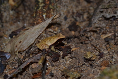 Plethodontohyla notosticta