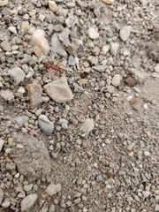 Pogonomyrmex occidentalis