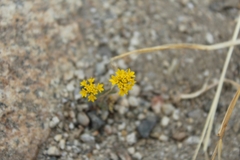 Chaenactis glabriuscula glabriuscula