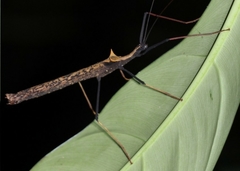 Pseudophasma bispinosum
