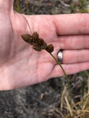 Carex cumulata