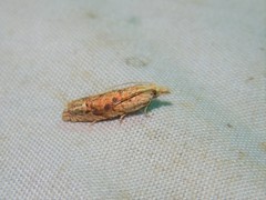 Eucosma ochrocephala