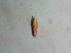 Eucosma ochrocephala