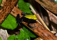 Mantella laevigata