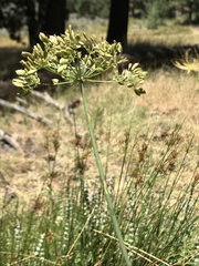 Oxypolis occidentalis