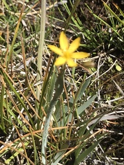 Sisyrinchium longipes