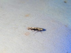 Coleotechnites florae