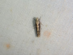 Coleotechnites florae