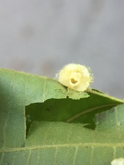 Caryomyia conoidea