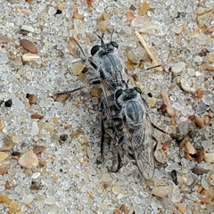 Laphystia