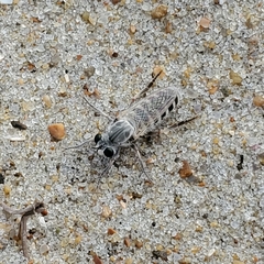 Laphystia