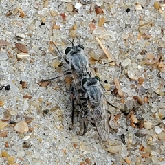 Laphystia