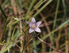 Campanula aparinoides