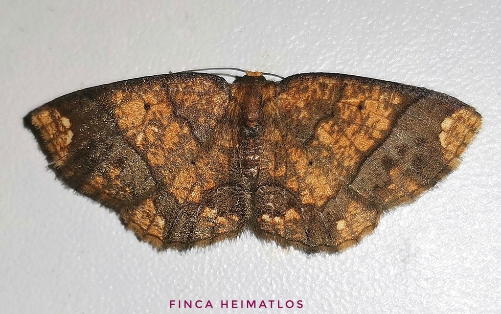 Melinodes cuprina