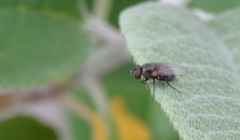 Diptera