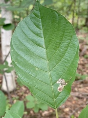 Stigmella rhamnicola