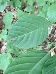 Stigmella rhamnicola