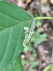 Stigmella rhamnicola