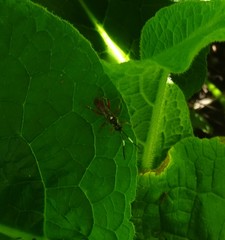 Cratichneumon subfilatus