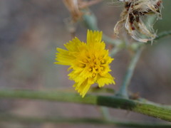 Pilosella arguta