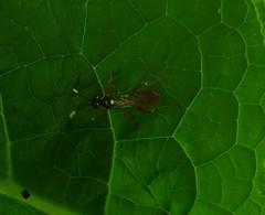 Cratichneumon subfilatus