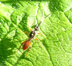 Cratichneumon subfilatus