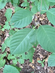 Stigmella rhamnicola