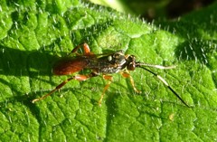Cratichneumon subfilatus
