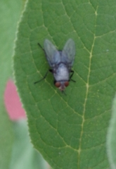 Diptera