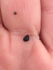 Potamopyrgus antipodarum