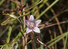 Campanula aparinoides