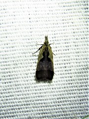 Dichomeris setosella