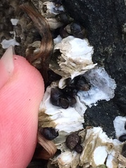 Potamopyrgus antipodarum