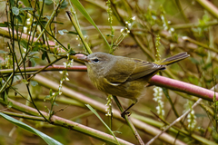 Leiothlypis celata orestera