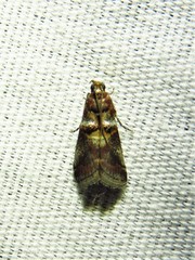 Acrobasis caryae