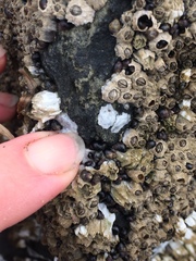 Potamopyrgus antipodarum