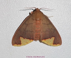 Pseudepimolis incisa