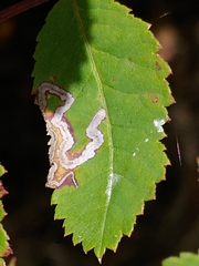 Stigmella anomalella