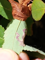 Stigmella anomalella