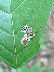 Stigmella rhamnicola