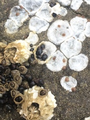 Potamopyrgus antipodarum