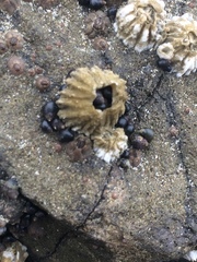 Potamopyrgus antipodarum